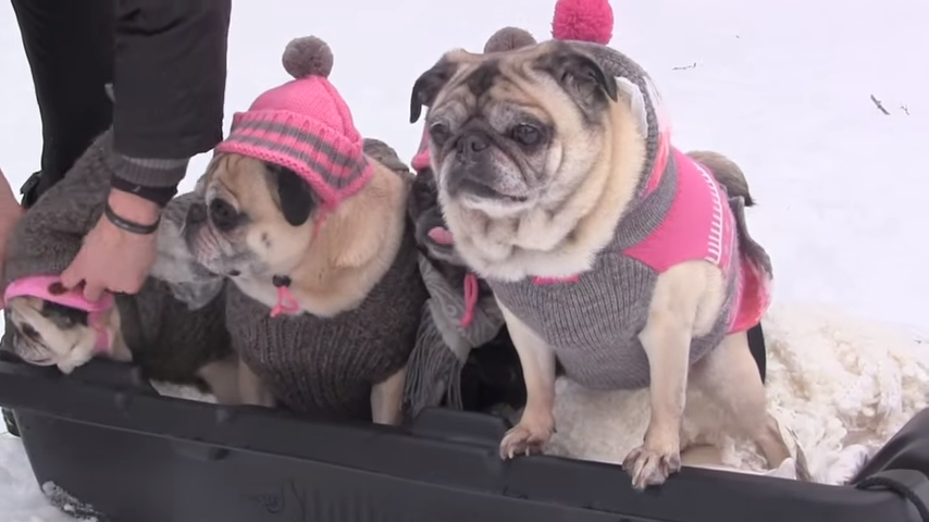 Pugs in the snow on a sled.