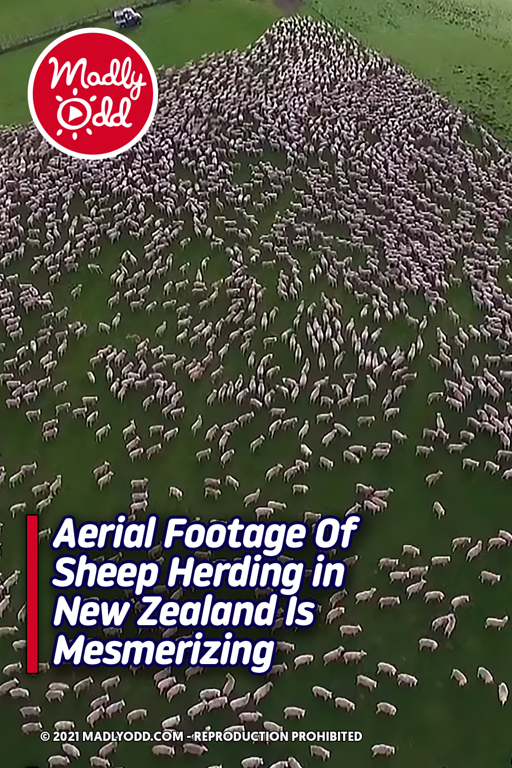 Aerial Footage Of Sheep Herding in New Zealand Is Mesmerizing