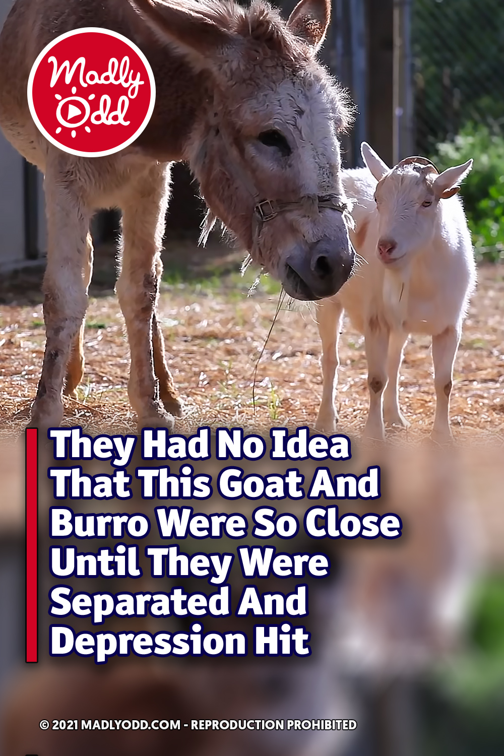 They Had No Idea That This Goat And Burro Were So Close Until They Were Separated And Depression Hit