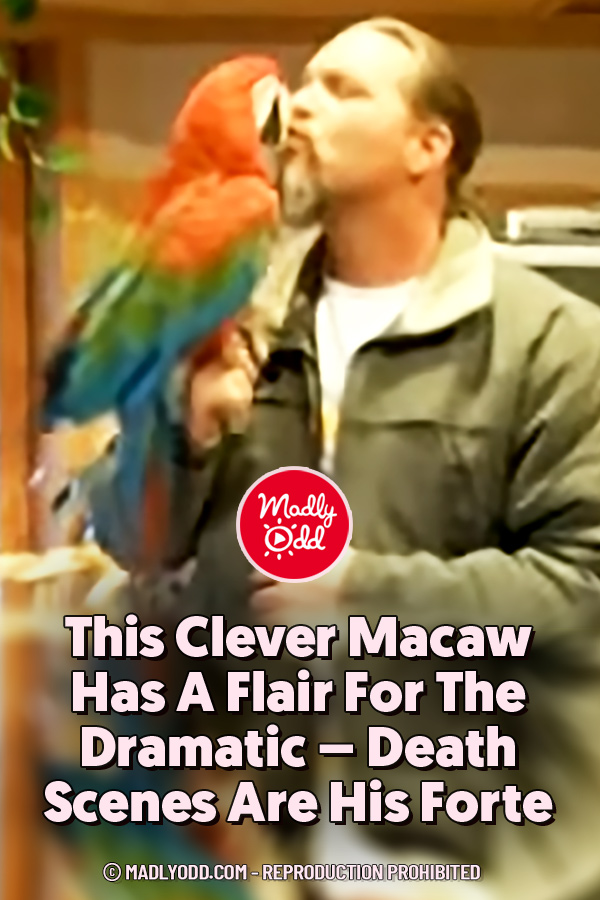 This Clever Macaw Has A Flair For The Dramatic – Death Scenes Are His Forte