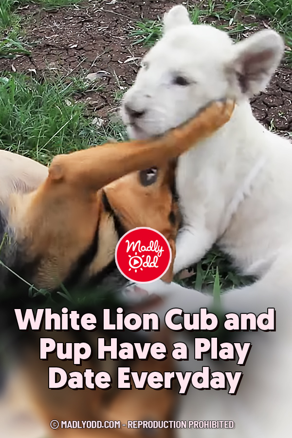 White Lion Cub and Pup Have a Play Date Everyday