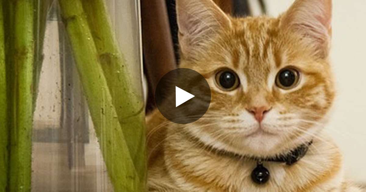 Cats Knocking Stuff Over MUST WATCH! LOL! ⋆ Madly Odd!