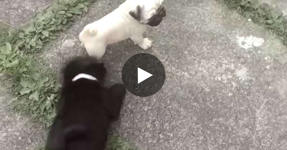 Darcy The Baby Puppy Is Grumping At A Fake Pug Madly Odd