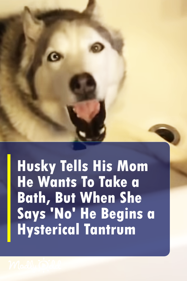Husky Tells His Mom He Wants To Take a Bath, But When She Says \'No\' He Begins His Hysterical Tantrum