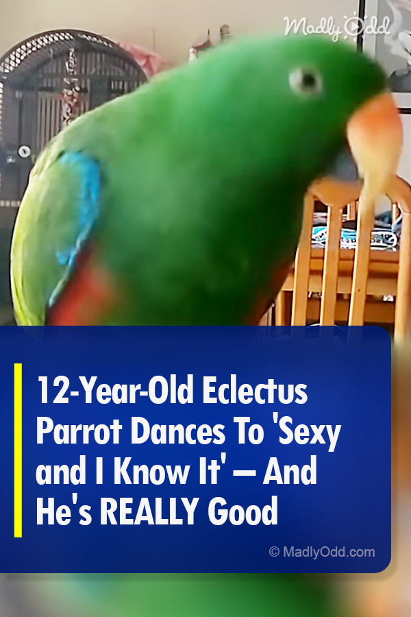 12-Year-Old Eclectus Parrot Dances To \'Sexy and I Know It\' – And He\'s REALLY Good