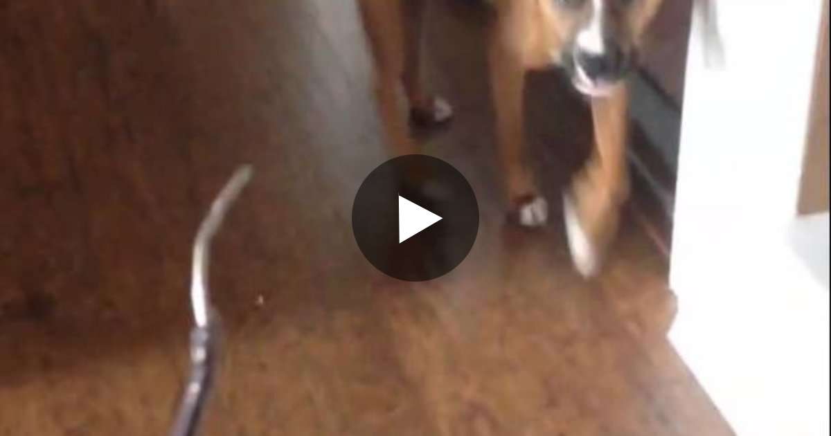 She Asks Her Dog Who Chewed The Glasses. How The Dog Responds Will