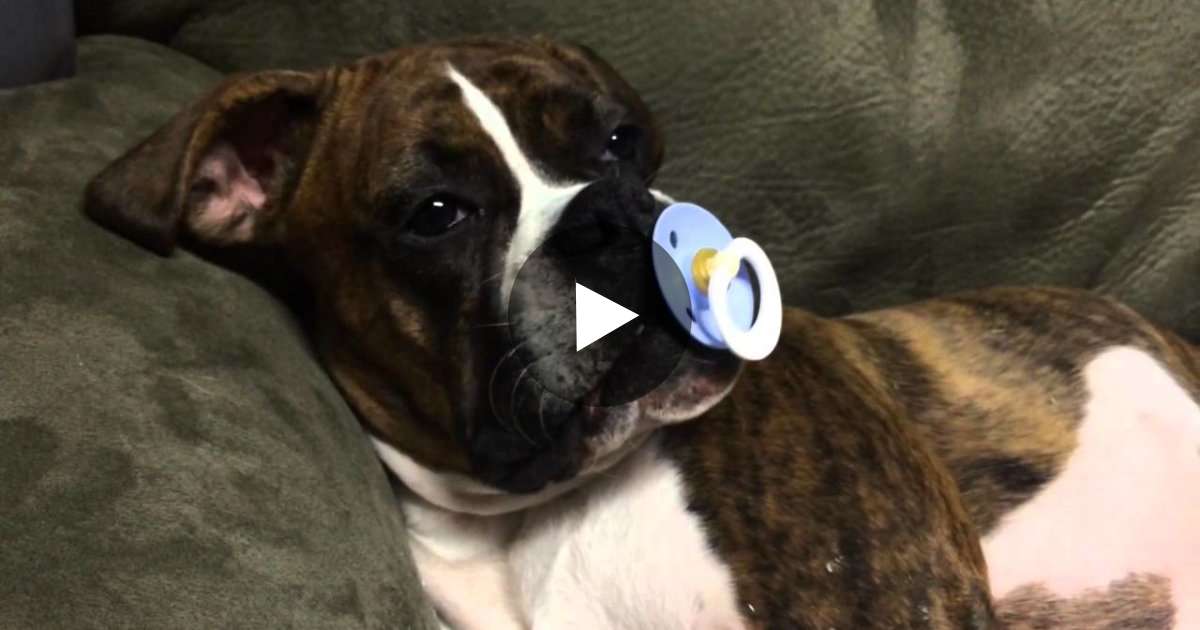They Gave Their Dog A Pacifier And What She Does Next? I Can’t Stop