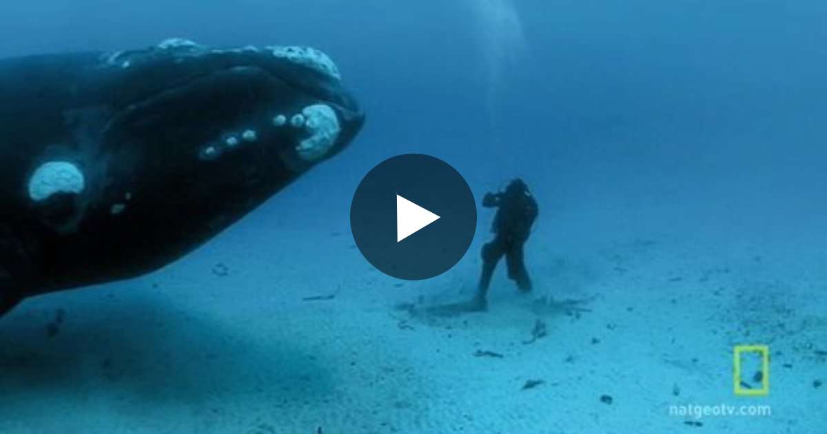 This Diver Encounters A Giant Whale On Ocean Floor. His Story Will ...
