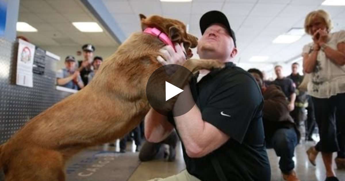 This Dog Jumps On A Man At The Airport. When I Saw Why? Tears Flowed