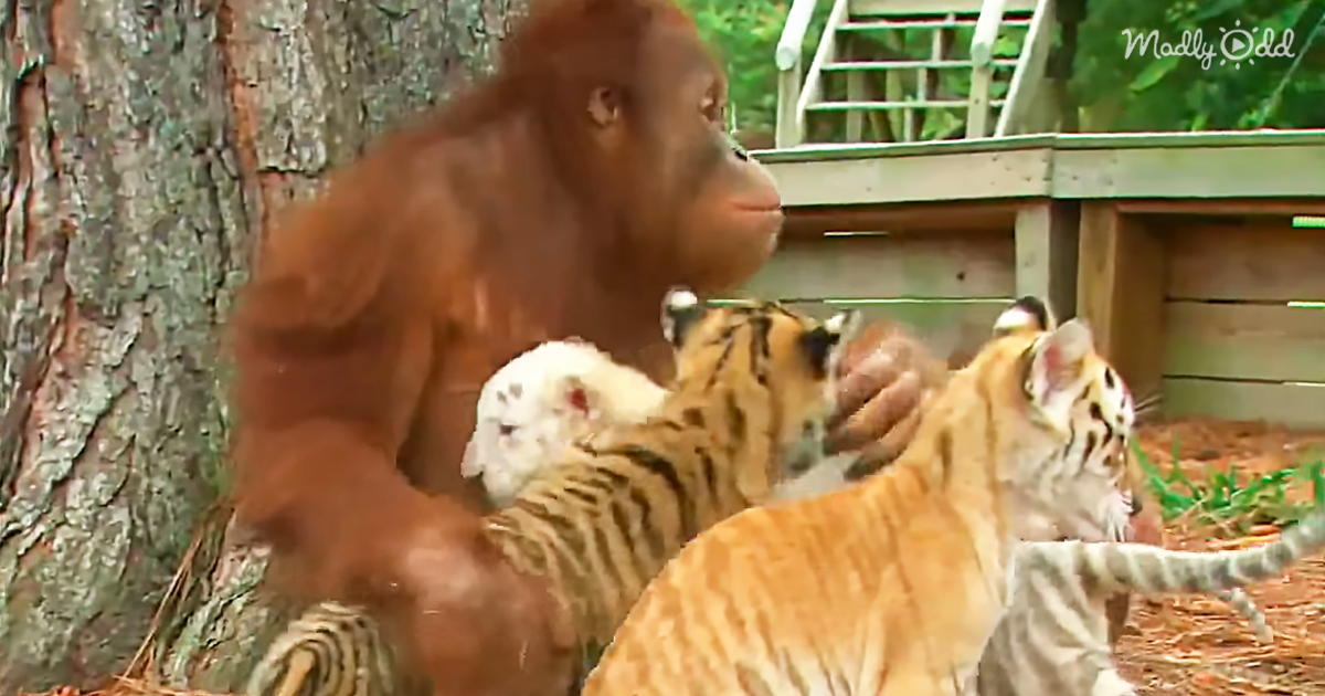 2984-OG2-An-Orangutan-Babysitting-Tiger-Cubs-Is-the-Sweetest-Thing-I’ve-Seen