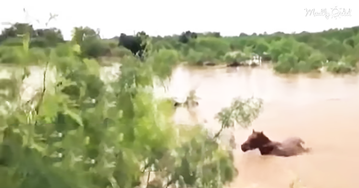 24158-OG1-This-Family-Of-Cowboys-Risked-It-All-To-Save-31-Horses-About-To-Drown-In-A-Flood