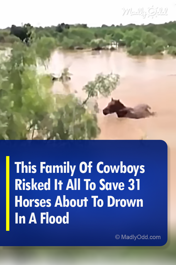 This Family Of Cowboys Risked Their Lives To Save 31 Horses About To Drown In A Flood