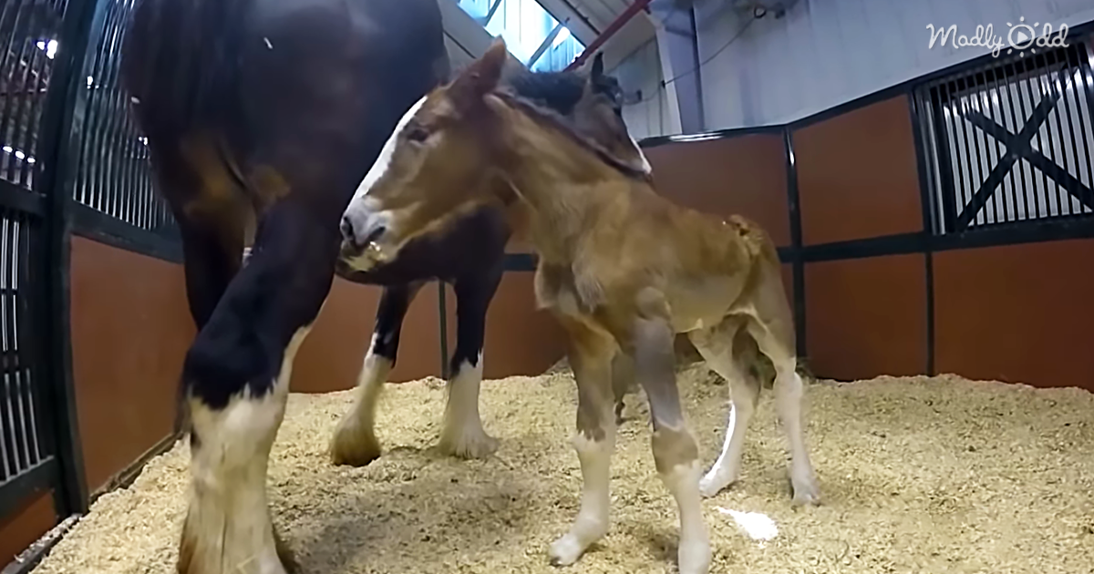 24860-OG2-These-Baby-Clydesdales-Are-so-Cute-and-Fun-to-Watch.-But-Will-They-Make-the-Budweiser-Cut