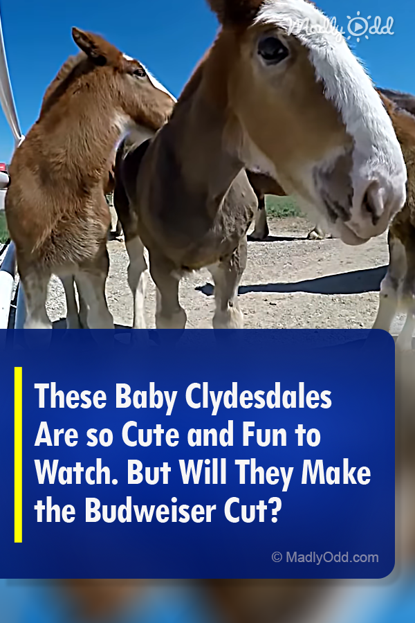These Baby Clydesdales Are so Cute and Fun to Watch. But Will They Make the Budweiser Cut?