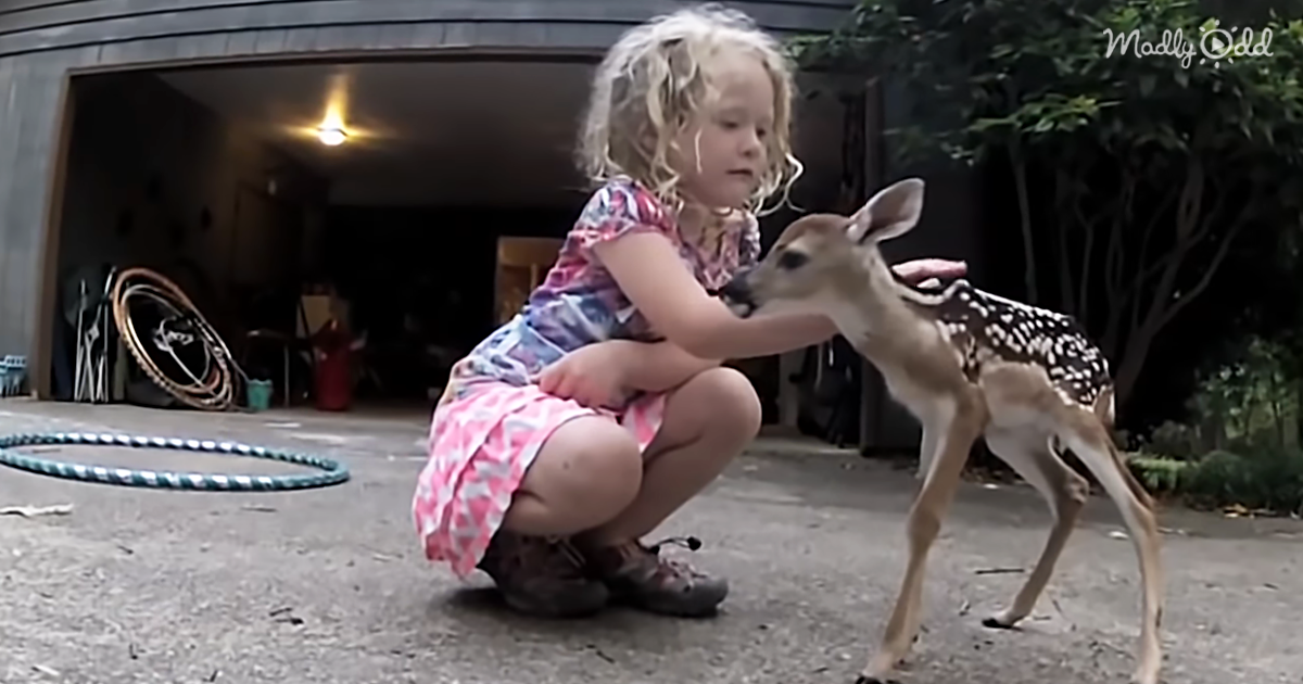 42482-OG2-Tiny-Fawn-Appears-in-This-Family’s-Yard,-to-Literally-Stumble-Into-the-Little-Girl’s-Arms