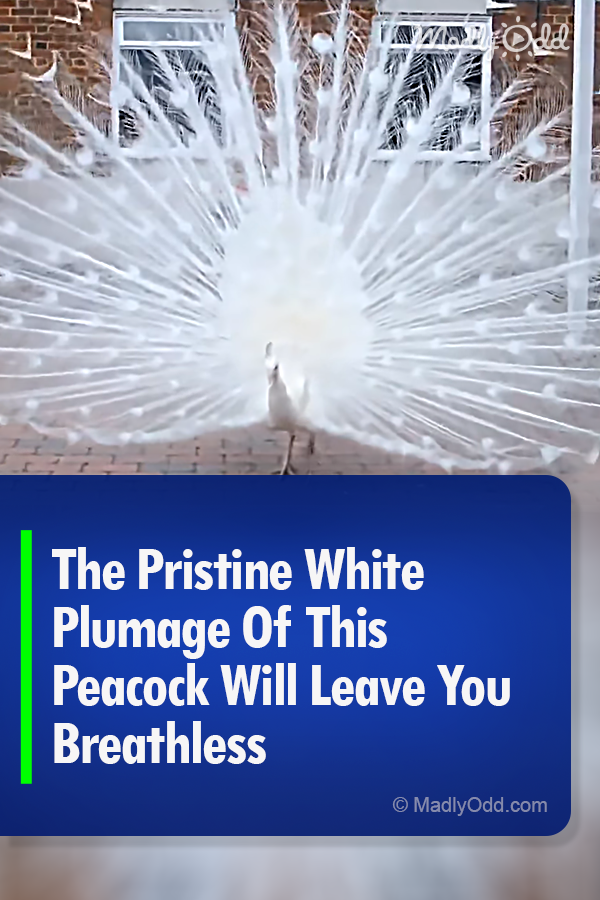 The Pristine White Plumage Of This Peacock Will Leave You Breathless