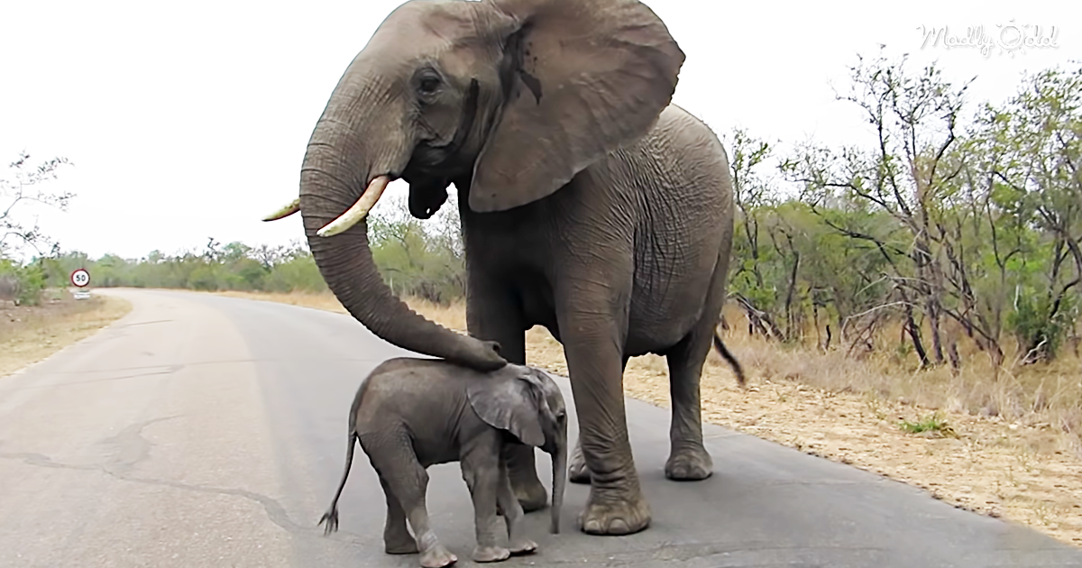 45096-OG2-This-Mama-Elephant-Keeps-A-Close-Guard-On-Her-Little-Curious-Calf