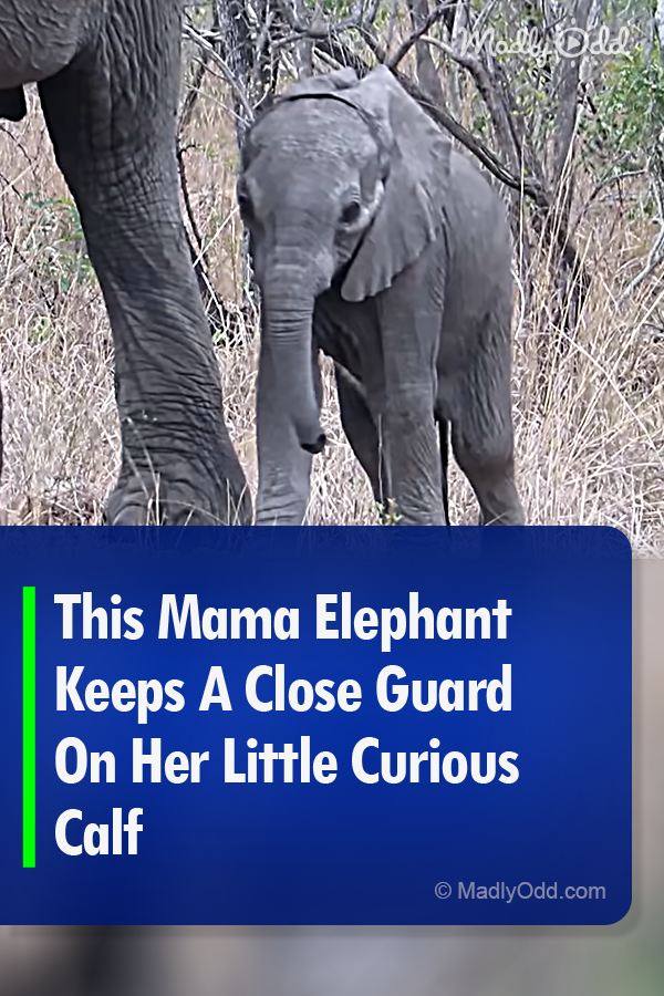 This Mama Elephant Keeps A Close Guard On Her Little Curious Calf