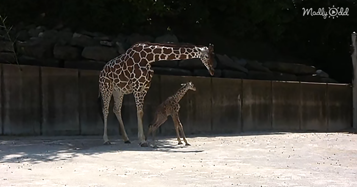 51169-OG1-Marilyn,-the-Giraffe,-Gives-Birth-to-The-Darling-Angela-Kate-at-The-Memphis-Zoo