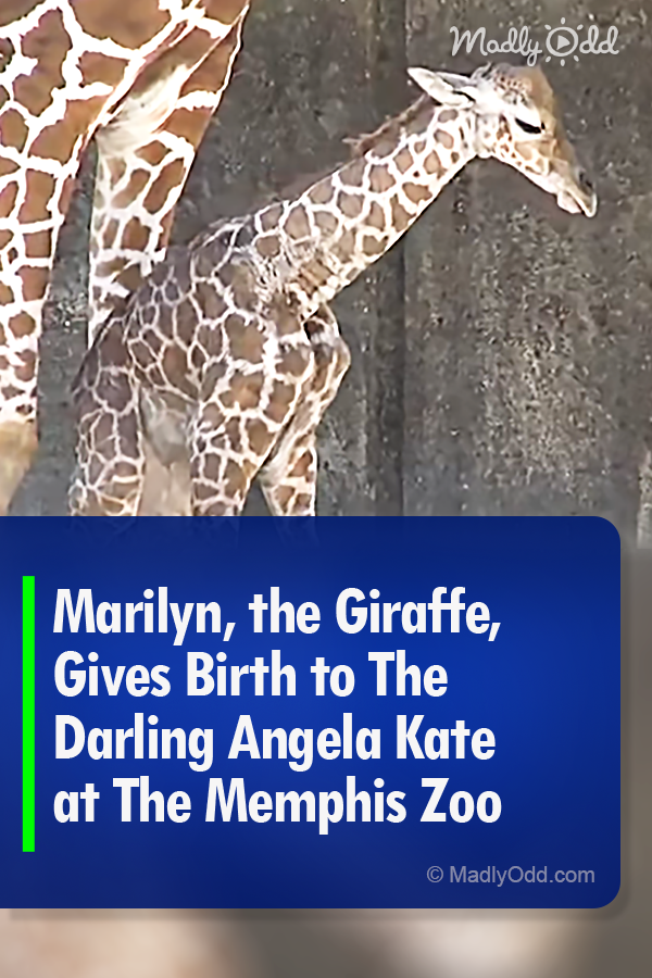 Marilyn, the Giraffe, Gives Birth to The Darling Angela Kate at The Memphis Zoo