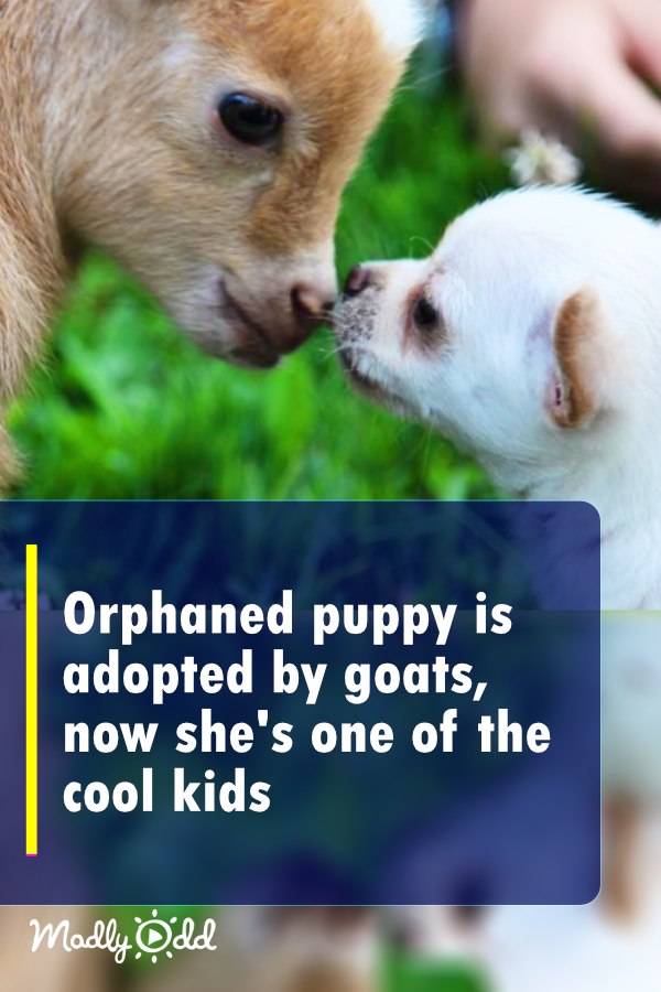 Orphaned puppy is adopted by goats, now she\'s one of the cool kids