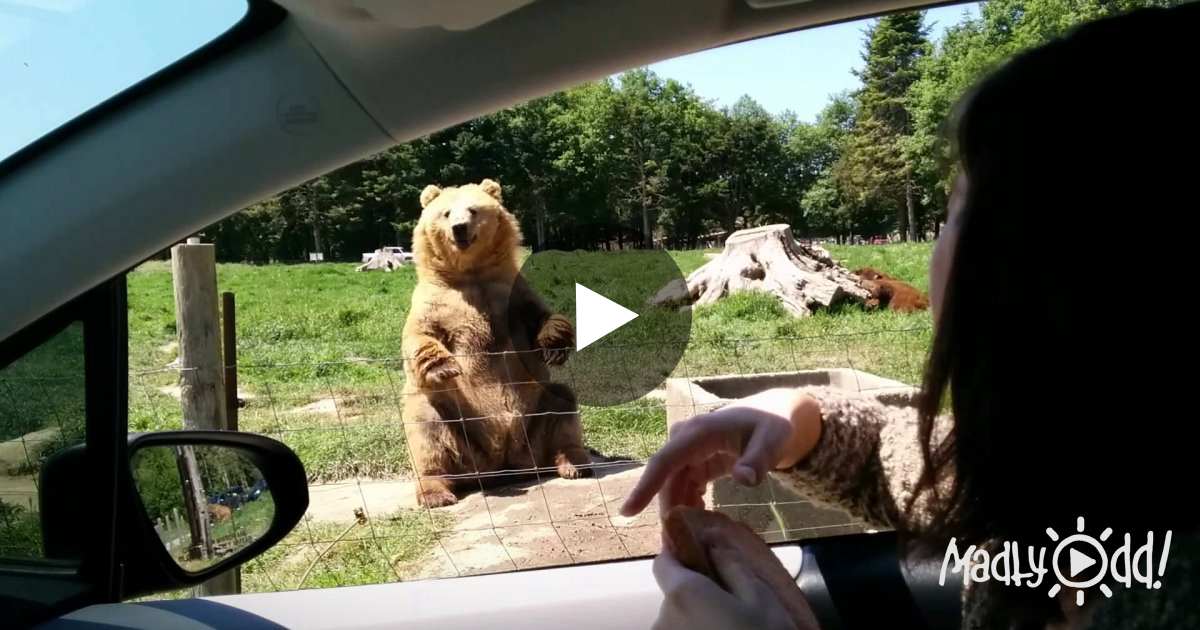 Lucky Bear Makes Most Amazing Catch! When You See The Look On His Face! Too Good! – Madly Odd!