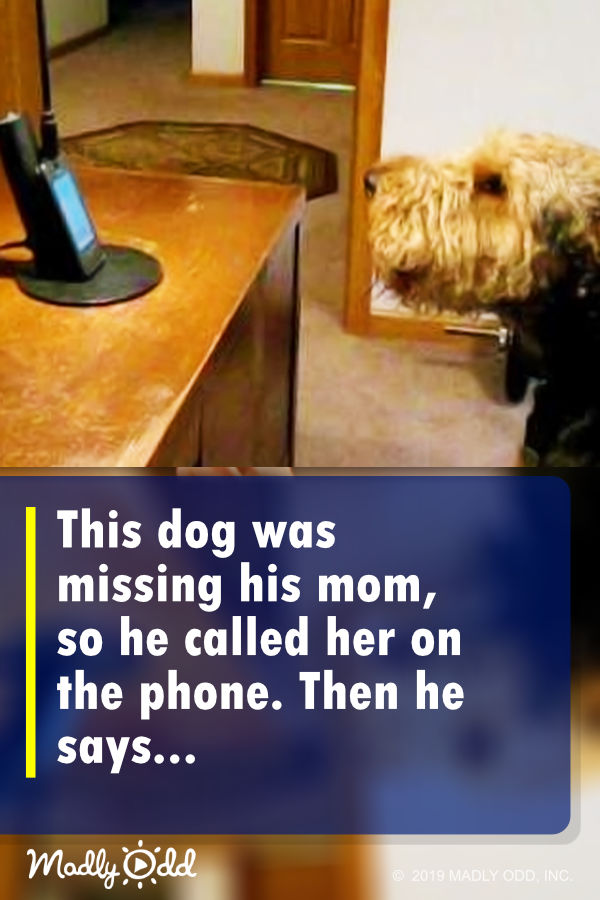 This dog was missing his mom, so he called her on the phone. Then he says...