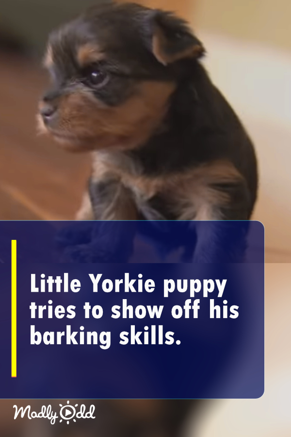 Little Yorkie puppy tries to show off his barking skills. The result is the cutest!