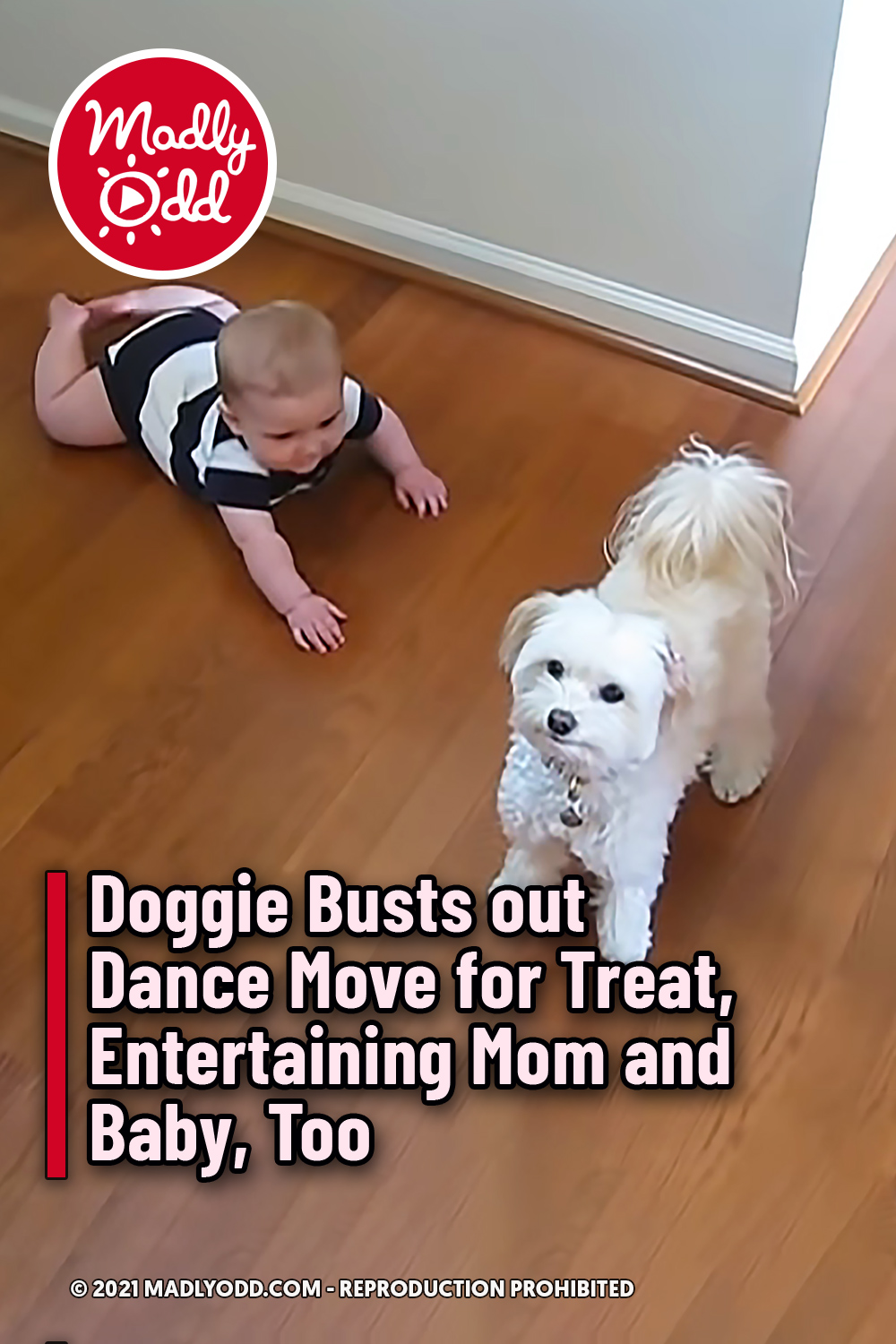 Doggie Busts Out Dance Move for Treat, Entertaining Mom and Baby, Too