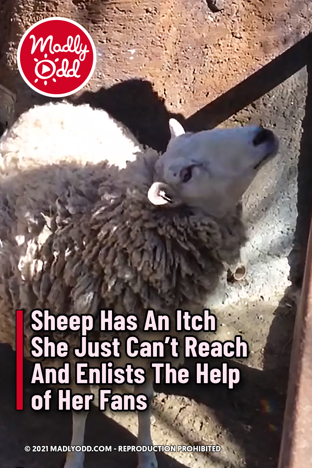 Sheep Has An Itch She Just Can’t Reach And Enlists The Help of Her Fans
