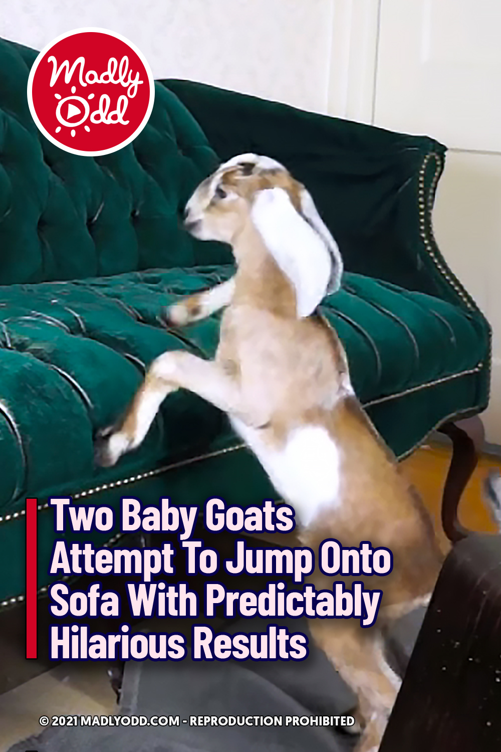 Two Baby Goats Attempt To Jump Onto Sofa With Predictably Hilarious Results
