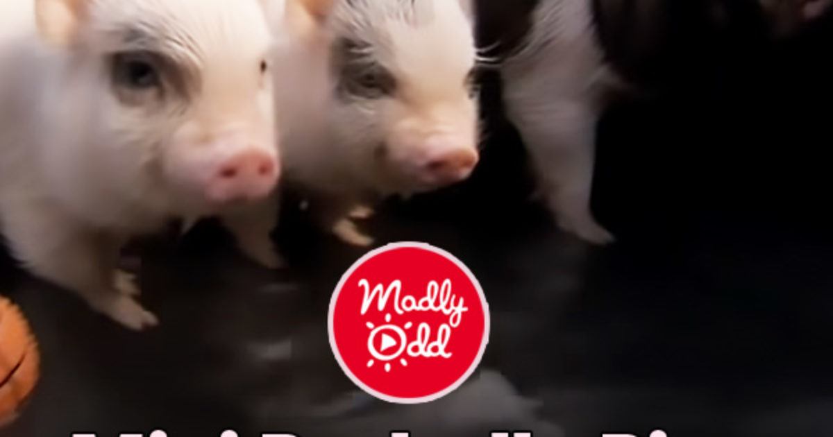 Pinterest Hidden Image