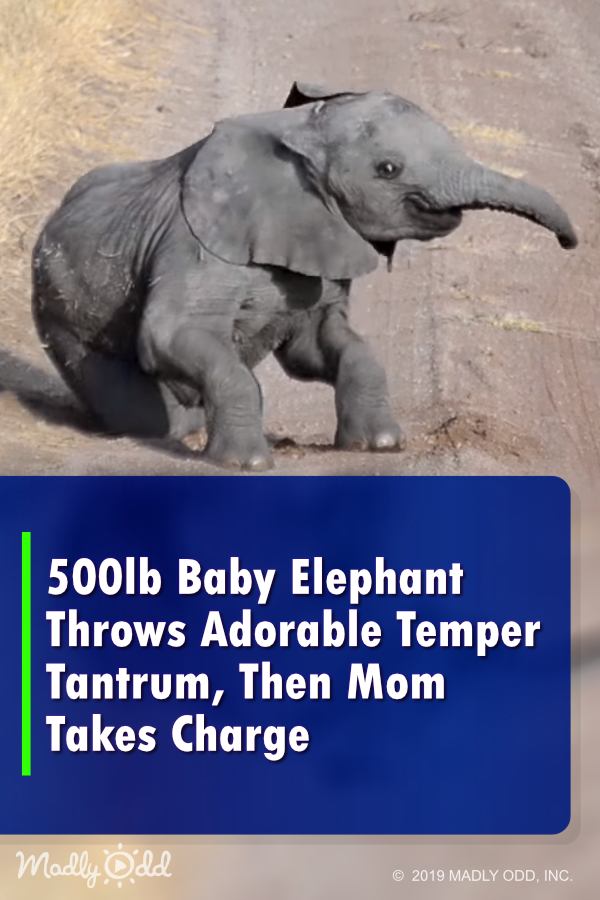 500lb Baby Elephant Throws Adorable Temper-Tantrum, Mom Takes Charge