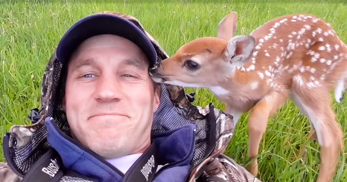 Little fawn kisses the man who saved her.