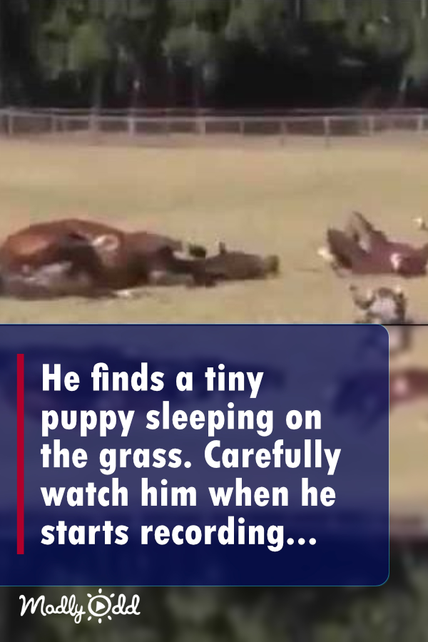 He finds a tiny puppy sleeping on the grass. Carefully watch him when he starts recording...