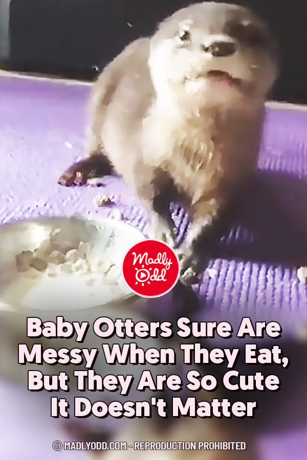 Baby Otters Sure Are Messy When They Eat, But They Are So Cute It Doesn\'t Matter
