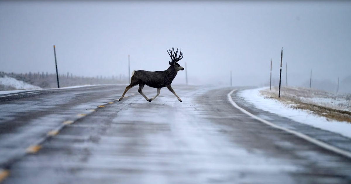 Researchers Find That Deer Migrate Across Wyoming And How ...