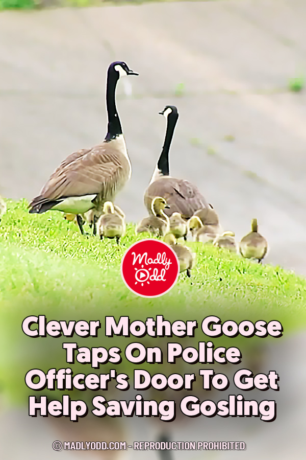Clever Mother Goose Taps On Police Officer\'s Door To Get Help Saving Gosling