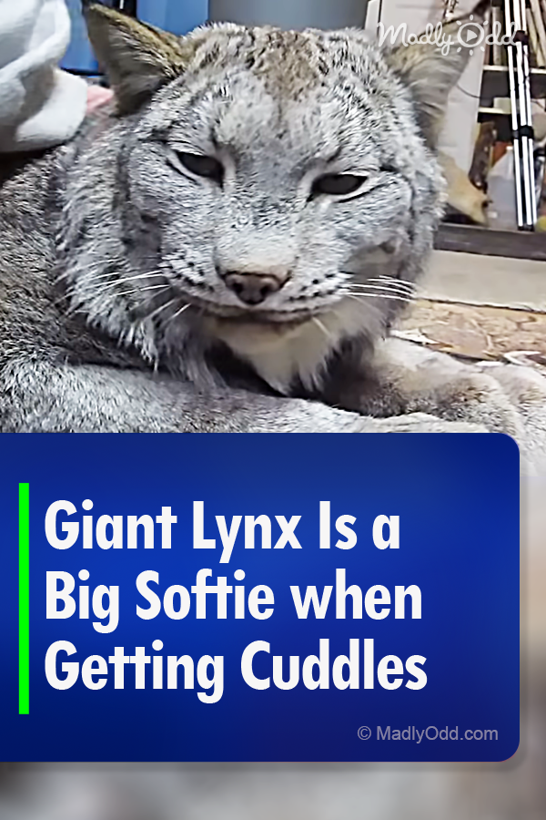 Giant Lynx Is a Big Softie when Getting Cuddles