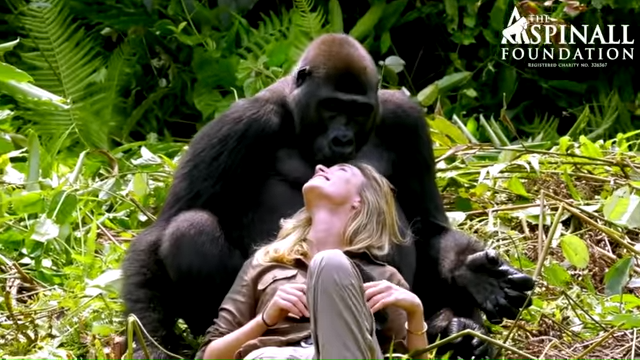 Man introduces gorilla to wife
