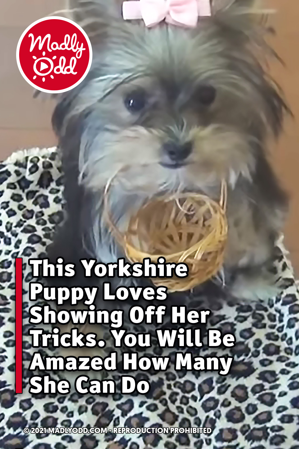This Yorkshire Puppy Loves Showing Off Her Tricks. You Will Be Amazed How Many She Can Do