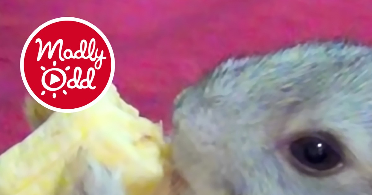 A baby bunny is eating a banana, with a hand holding it, set against a pink background.