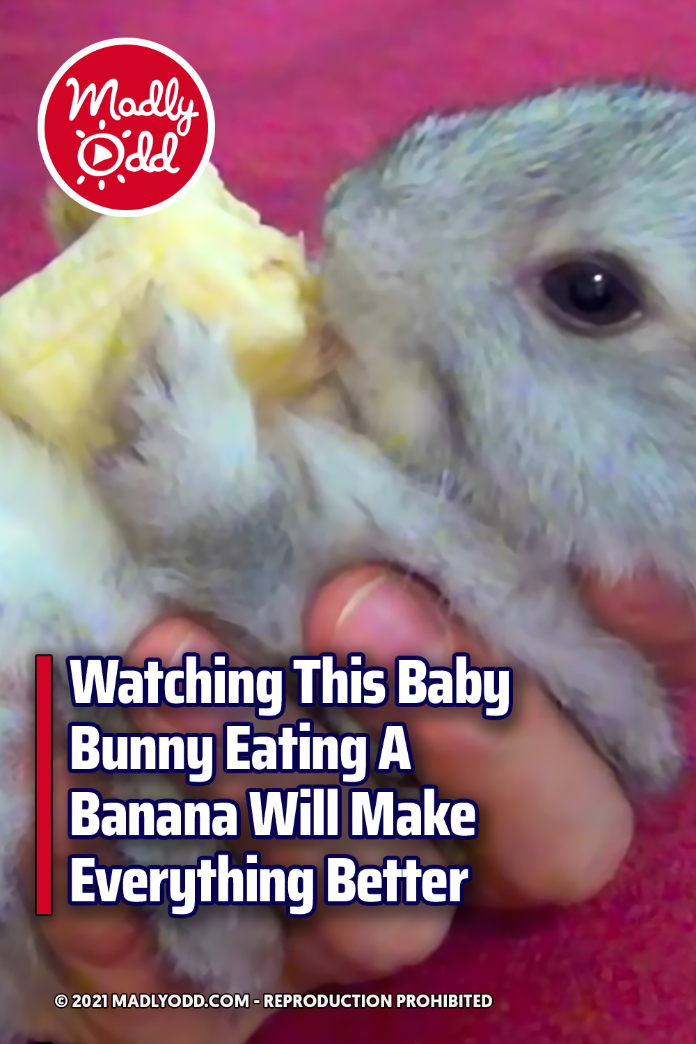 Watching This Baby Bunny Eating A Banana Will Make Everything Better