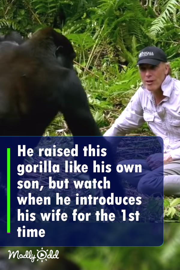 He Raised This Gorilla Like His Own Son, But Watch When He Introduces His Wife for the 1st Time