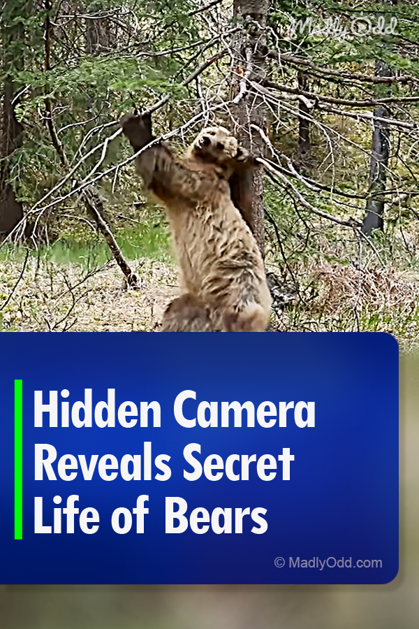 Hidden Camera Reveals Secret Life of Bears