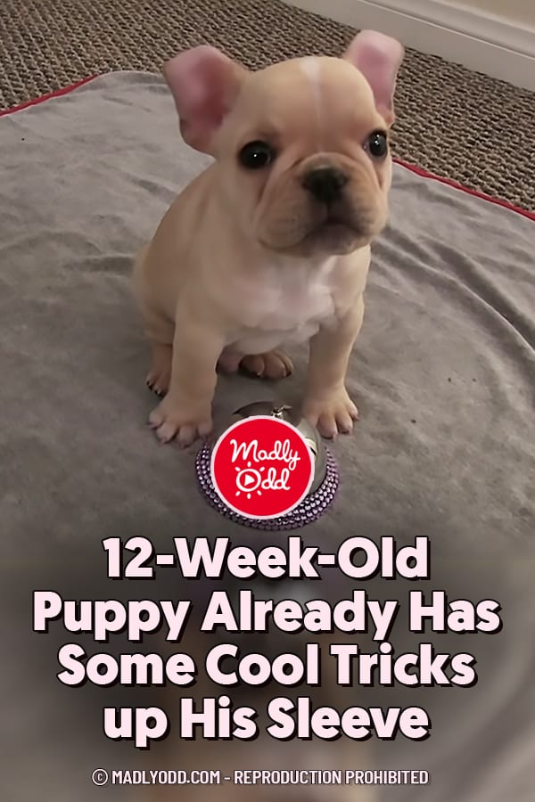 12-Week-Old Puppy Already Has Some Cool Tricks up His Sleeve