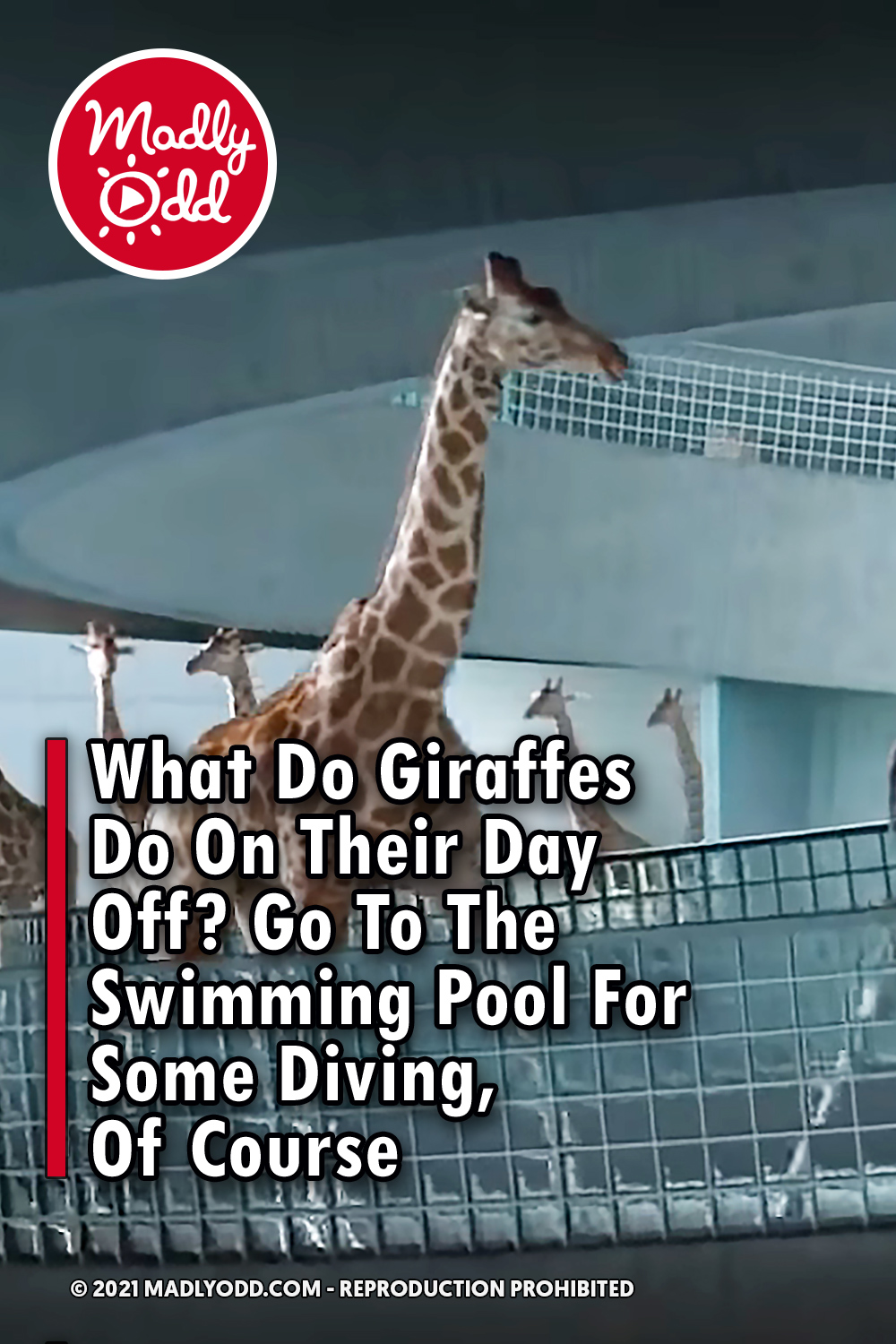 What Do Giraffes Do On Their Day Off? Go To The Swimming Pool For Some Diving, Of Course