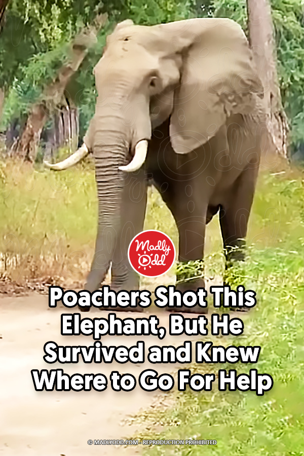 Poachers Shot This Elephant, But He Survived and Knew Where to Go For Help