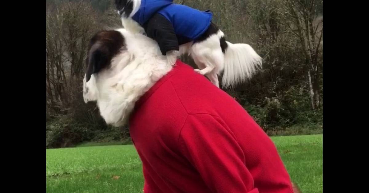 Giant Saint Bernard And Tiny Shih Tzu Are The Best Friends Ever