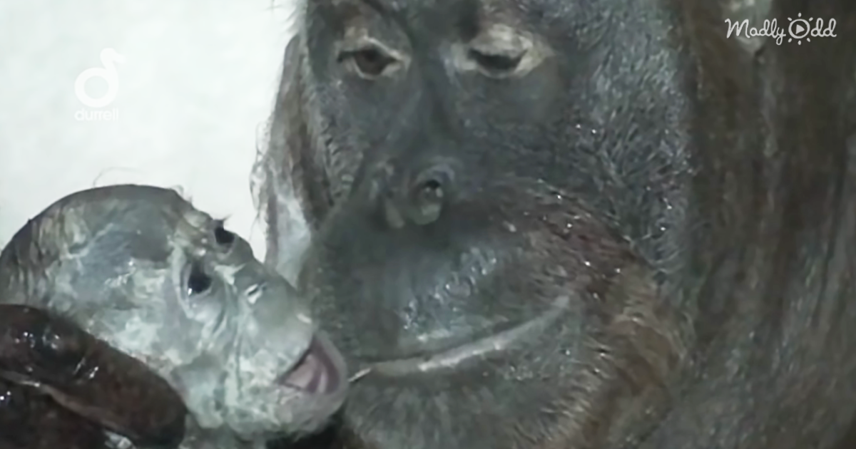 32248-OG2-World’s-First-Orangutan-Birth-on-Video-Is-Truly-Extraordinary